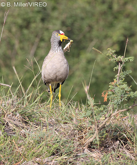 Wattled Lapwing m47-16-005.jpg